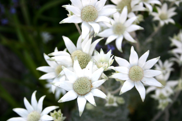 Flannel-Flower
